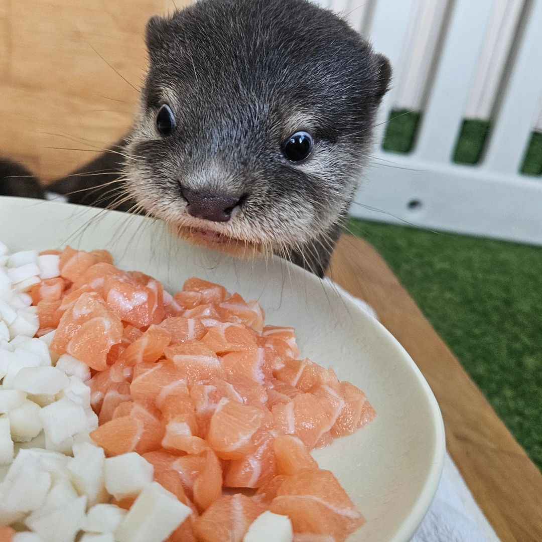 Otter